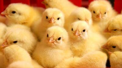 افزایش ۳۳ درصدی جوجه ریزی در مرغداری‌های سربیشه