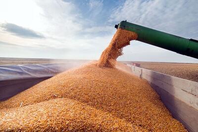 ۳۲۰ هزار تن گندم در استان اردبیل ذخیره می‌شود