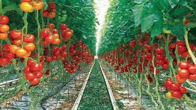 افتتاح ۲ طرح کشاورزی در اسکو