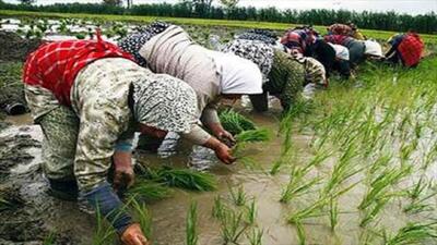 ممنوعیت کشت برنج به عنوان کشت دوم در مناطق معتدل و سردسیر