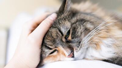 هوش مصنوعی به کمک صاحبان گربه‌ها می‌آید: تشخیص درد از روی چهره با دقت بیش از ۹۵ درصدی