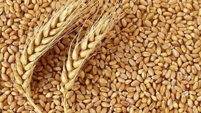 تحویل ۷۰ درصد گندم مورد نیاز استان به سیلوها