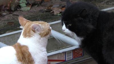 وقتی دو گربه اختلاف شدید با هم دارند! (فیلم)