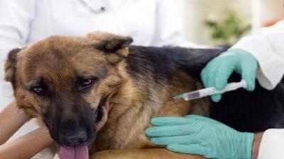 رئیس سازمان دامپزشکی: سالانه یک میلیون قلاده سگ واکسن می‌شوند