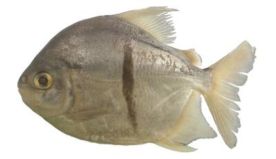جدیدترین ماهی پیرانیا به نام شرور ارباب حلقه‌ها تاریخ نام‌گذاری شد