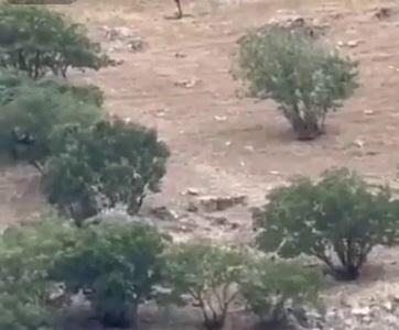 حمله ۳ گرگ به گله گاو‌ها در ارتفاعات استان کردستان+فیلم