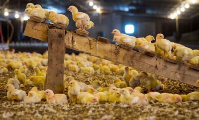 پتانسیل تولید ۳.۵ میلیون تن مرغ در کشور وجود دارد