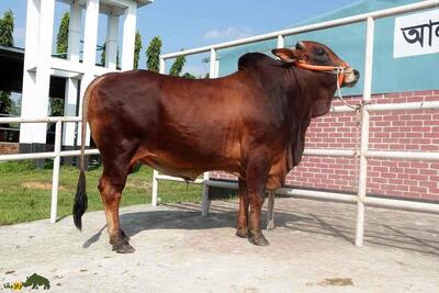 (تصاویر) گاو «سَهیوال»؛ «قهرمان پاکستان» که ماده اش 2300 کیلو شیر می‌دهد
