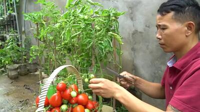 (ویدئو) نحوه پرورش گوجه فرنگی در بطری پلاستیکی در پشت بام