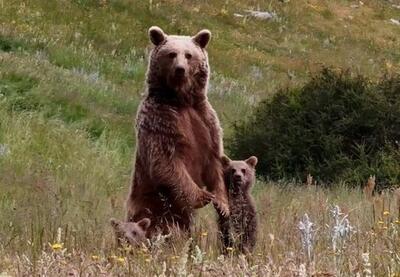 (ویدئو) گردش صبحگاهی خرس مادر و فرزندانش در ارتفاعات مازندران