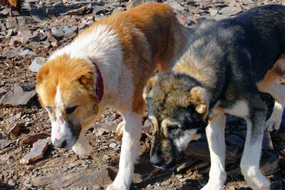 سگ گزیدگی کودک ۱۰ ساله در ماژان خوسف
