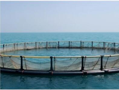 بررسی آخرین وضعیت مزارع پرورش ماهی در قفس استان هرمزگان