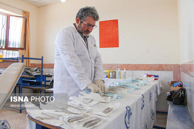 ارائه خدمات رایگان سلامت در منطقه سعدی شیراز