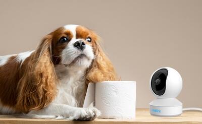 4 دوربین مداربسته برای کنترل از راه دور حیوانات خانگی + قیمت - کاماپرس