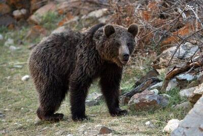 فیلم/ نجات یک خرس قهوه‌ای در چهارمحال و بختیاری