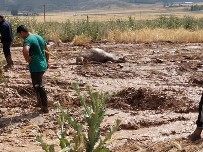 سیل گردی در مازندران از غرب تا شرق/ مزارع و دام‎ها زیر آب