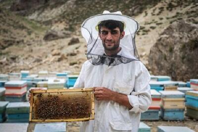 ایجاد ۳۰۰ شغل برای مددجویان با تولید زهر و ژل زنبور عسل