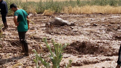 آخرین وضعیت خسارت سیل در بخش کجور نوشهر