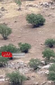 اینجا ایران است / لحظه حمله سه گرگ به گله گاوها در کوهای کردستان