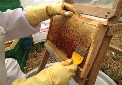 تولید 3974 تن عسل از زنبورستان‌های لرستان - تسنیم