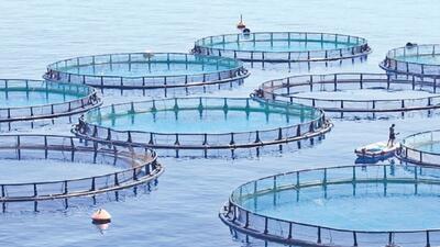 اجرای طرح آزمایشی هوشمندسازی استخر‌های پرورش ماهیان گرمابی
