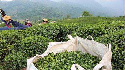 برداشت چین دوم برگ سبز چای از ابتدای تیرماه - عصر اقتصاد