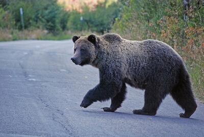 لحظه باورنکردنی تصادف خرس سیاه با خودرو وسط جاده (فیلم)