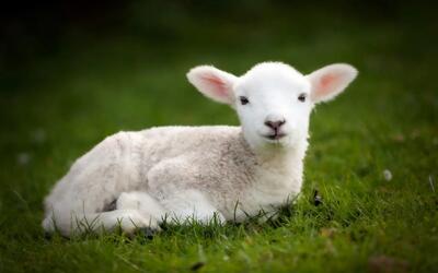 گوشت گوسفندان قربانی شده در مکه چه می شود؟