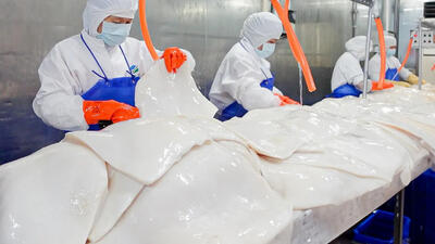 (ویدئو) نمایی نزدیک از برش زدن ده ها تن ماهی مرکب بزرگ در کارخانه چینی
