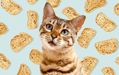آیا خوردن نان برای گربه بی‌خطر است؟