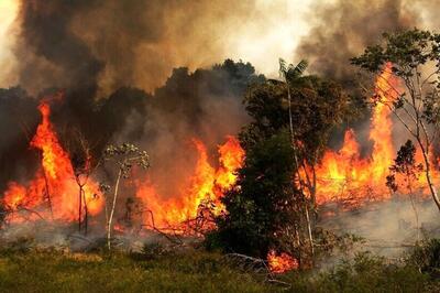 (ویدئو) ناله حیوانات در آتش جنگل‌های لرستان