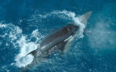 (ویدئو) نهنگ قاتل با ضربه‌ای مرگبار کوسه سفید را شکست داد