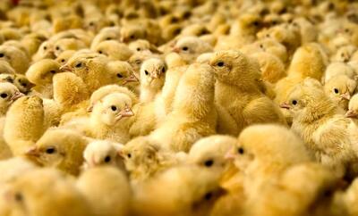 صادرات مرغ در چه حال است؟