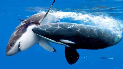 کشته شدن کوسه سفید توسط نهنگ قاتل با ضربه‌ای مرگبار  | ویدئو