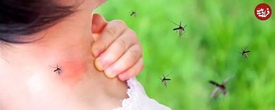 چه کار کنیم که «پشه‌ها» به ما علاقه نداشته باشند؟