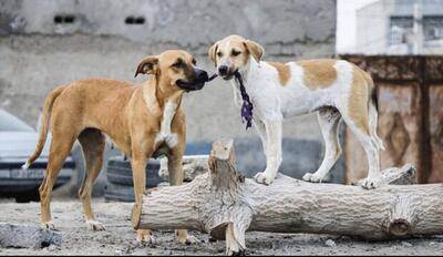 ۹۵درصد حیوان گزیدگی‌های اسدآباد از طریق سگ‌ها بوده است