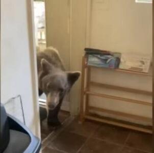 ورود خرس به آشپزخانه/ عکس