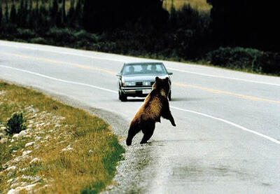 ببینید | لحظه باورنکردنی تصادف خرس سیاه با خودرو وسط جاده