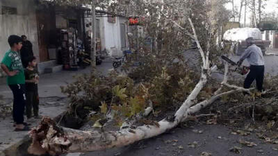 عکس | طوفان در تهران خسارت به پا کرد