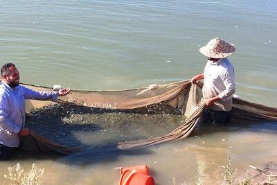رهاسازی ۴۴۰ هزار قطعه بچه ماهی در تالاب بامدژ