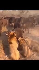 فیلم وحشتناک شکار گاومیش توسط شیر ها