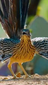 فیلم لحظه خوردن مارمولک توسط پرنده