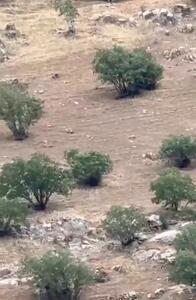 لحظه حمله 3 گرگ به گله گاو‌ها در ارتفاعات استان کردستان