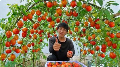 کشاورزی خلاقانه؛ میخوای گوجه فرنگی بکاری روی زمین نکار داربست بزن عالی میشه