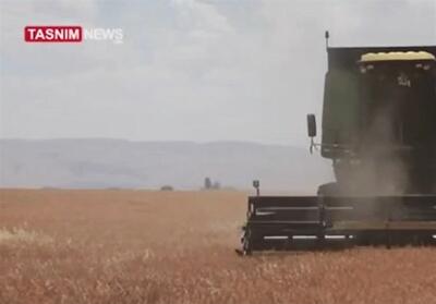 غارت گندم سوریه در سایه حمایت آمریکا - تسنیم