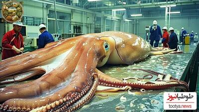 (تصاویر)ماهی مرکب در اعماق تاریک اقیانوس به دام افتاد!/یه دسته تخم هم بغلش گرفته...