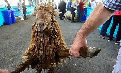 عکس/ خلاقیت خنده دار قصاب اهوازی برای گول زدن گوسفند در روز عید قربان