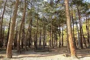 کاشت ۱۰۰۰ درخت جدید در پارک چیتگر