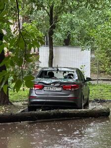 لحظه کنده‌شدن درخت تنومند در طوفان مرگبار مسکو