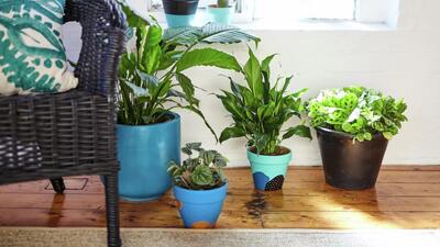 مهم ترین دلایل توقف رشد گیاهان آپارتمانی